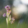 Orquídea avispa | © César Gil