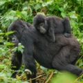 Mamá gorila y su cría en Uganda