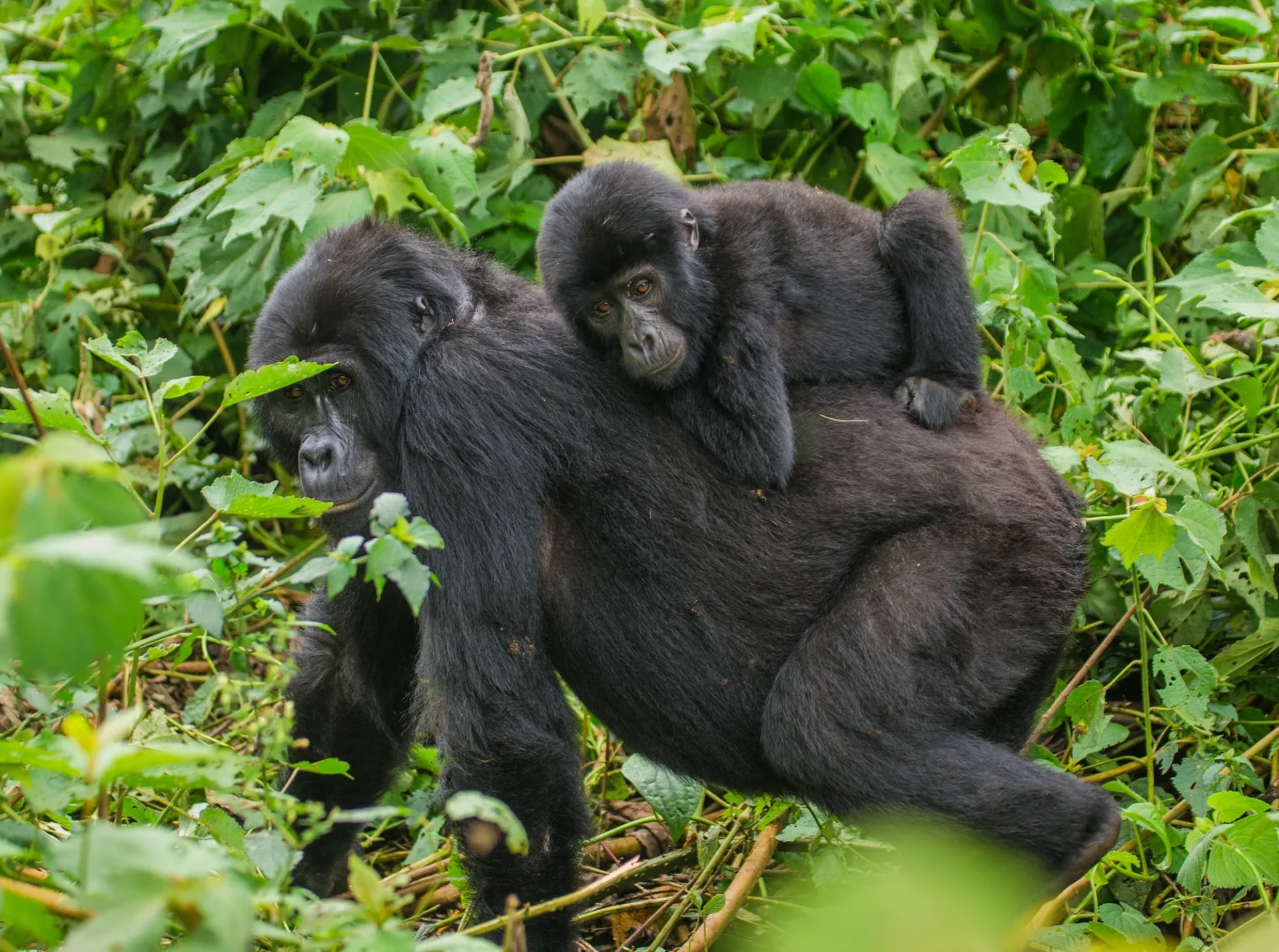 Mamá gorila y su cría en Uganda