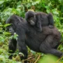 Mamá gorila y su cría en Uganda