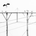 Cigüeña blanca sobre la ciudad hostil | © Annaïs Pascual