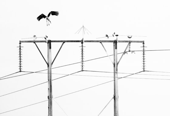 Cigüeña blanca sobre la ciudad hostil | © Annaïs Pascual