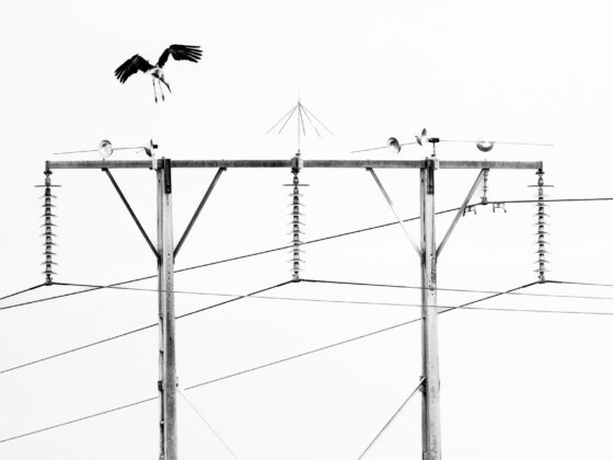 Cigüeña blanca sobre la ciudad hostil | © Annaïs Pascual