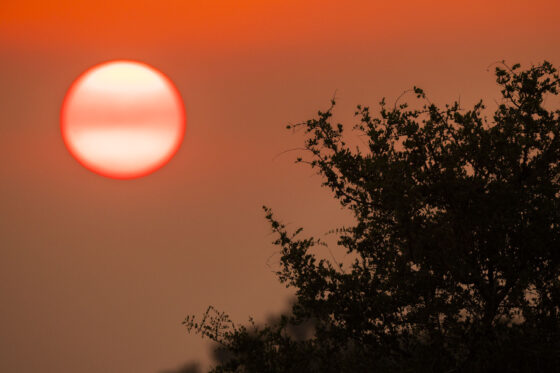 El sol del atardecer en la sabana sudafricana | © Annaïs Pascual