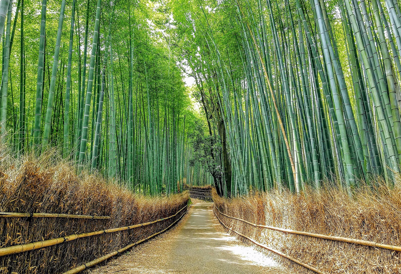 Bosque de bambú de Arashiyama, Kyoto