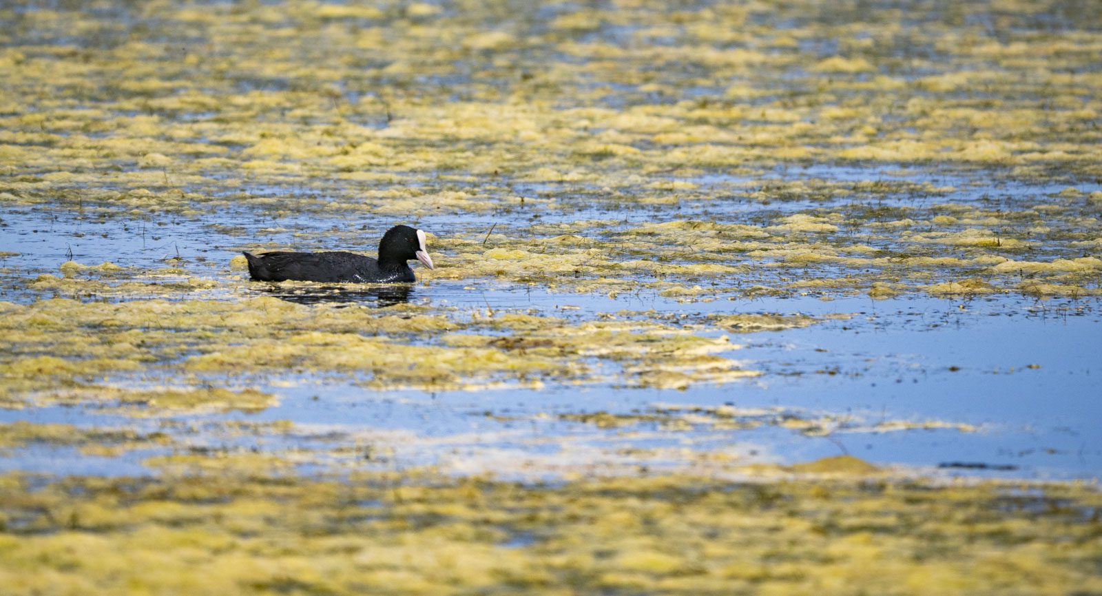 Focha común en las lagunas de Cantalejo | © Annaïs Pascual