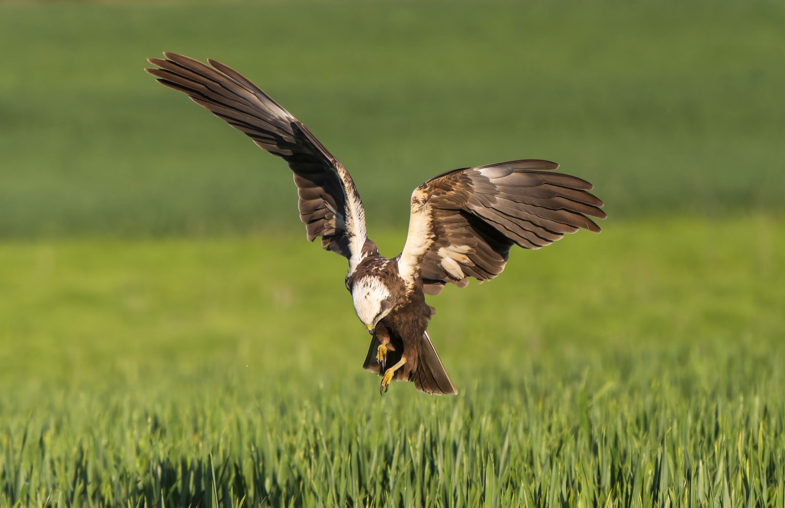 Aguilucho lagunero en los hides de Vultour Naturaleza | © Annaïs Pascual