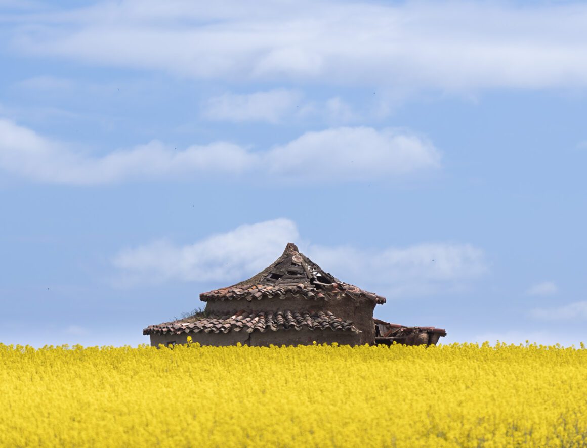 Palomar entre un campo de colza en Zamora | © Annaïs Pascual