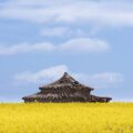 Palomar entre un campo de colza en Zamora | © Annaïs Pascual