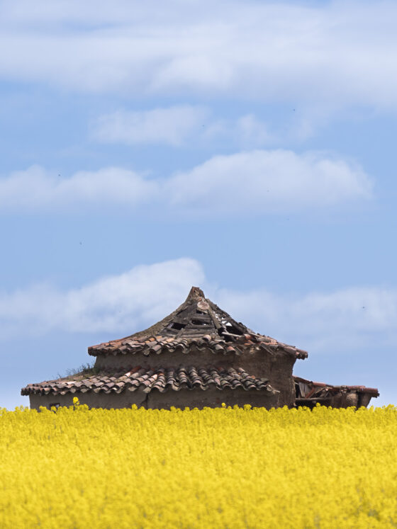Palomar entre un campo de colza en Zamora | © Annaïs Pascual