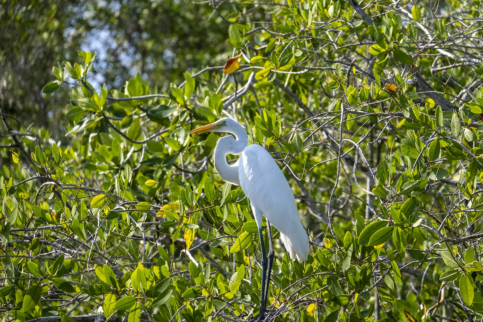 Aves en Barra de Potosí