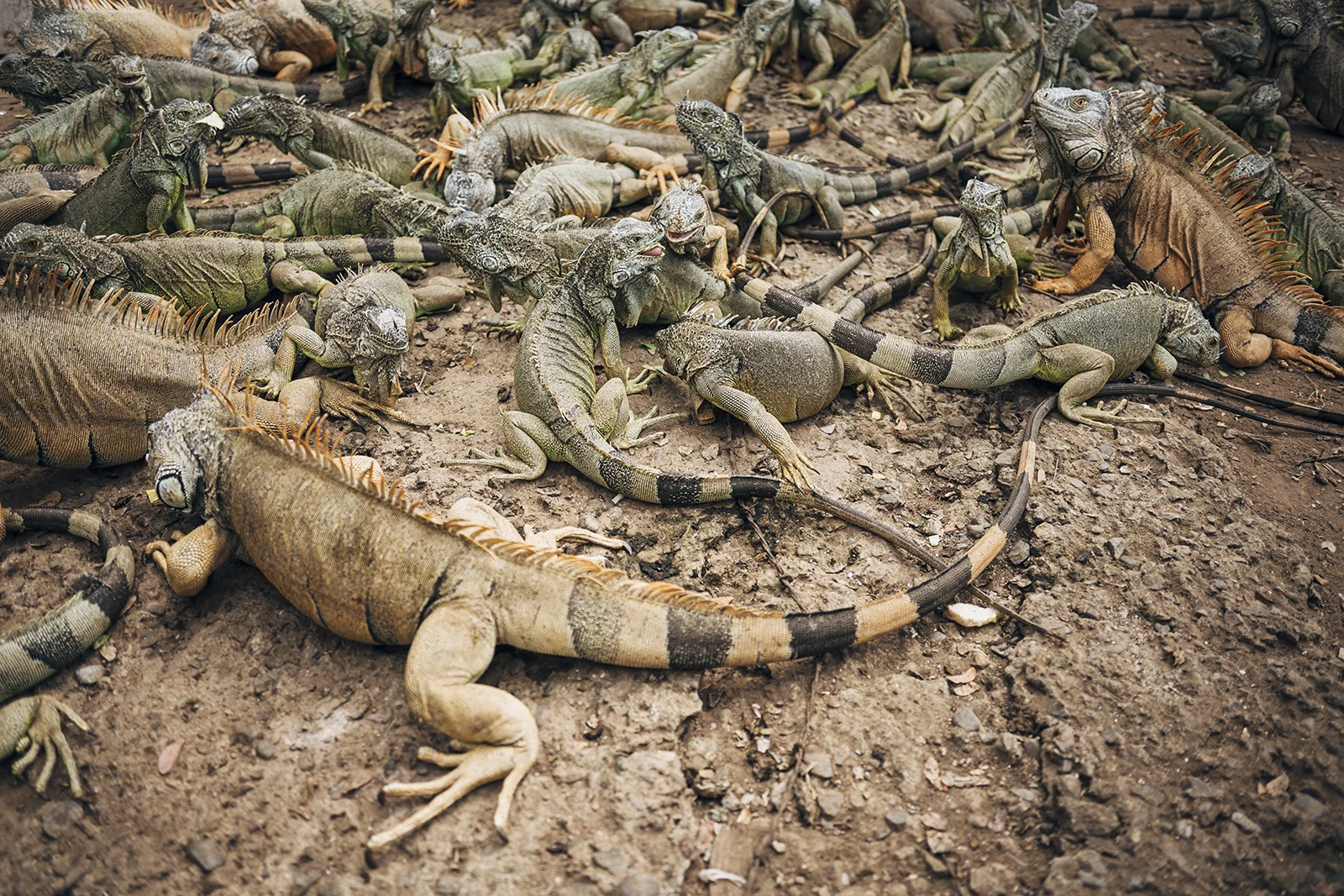 Iguanas