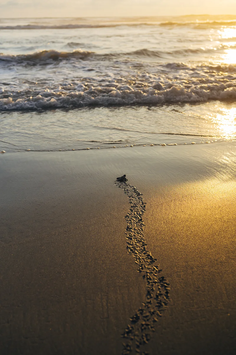 Liberando tortugas en Playa Bonfil