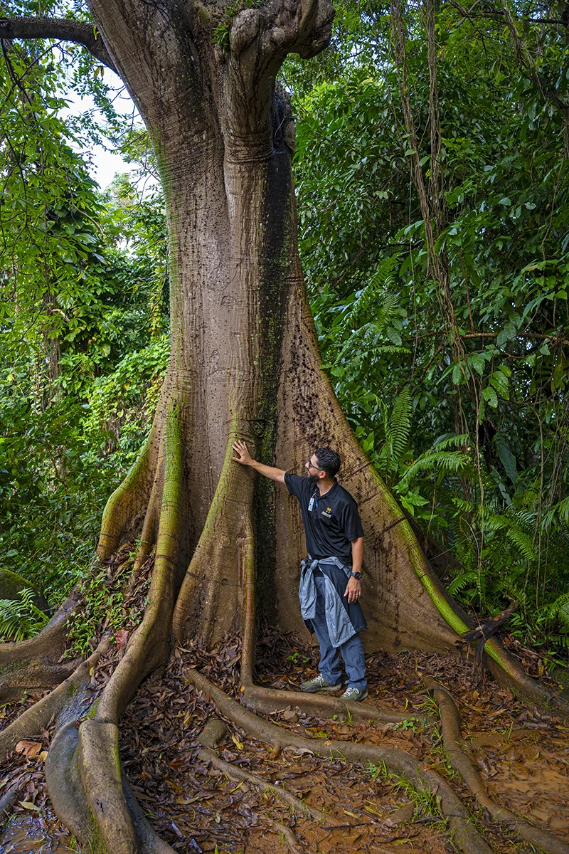 Ceiba pentandra en El Yunque