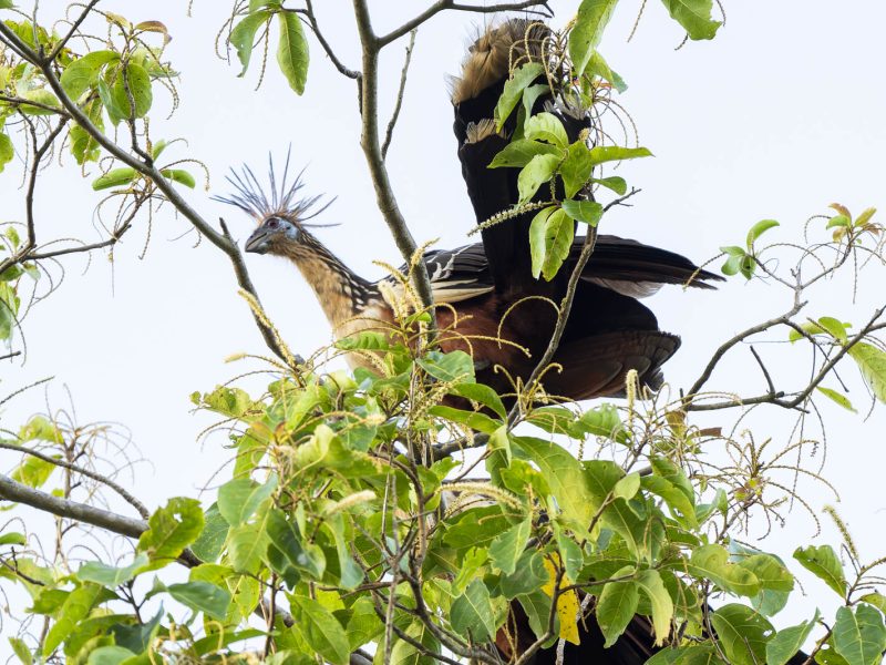 Hoatzin - Chenchena (Opisthocomus hoazin) en la copa de un árbol en la Hacienda Los Almendros | © Annaïs Pascual