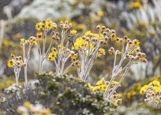 Chivito entre los frailejones en los páramos del Pico Espejo | © Annaïs Pascual