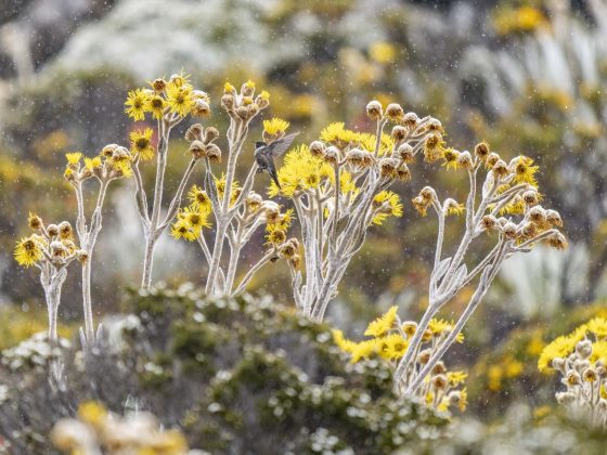 Chivito entre los frailejones en los páramos del Pico Espejo | © Annaïs Pascual