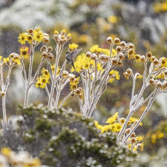 Chivito entre los frailejones en los páramos del Pico Espejo | © Annaïs Pascual