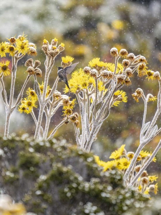 Chivito entre los frailejones en los páramos del Pico Espejo | © Annaïs Pascual