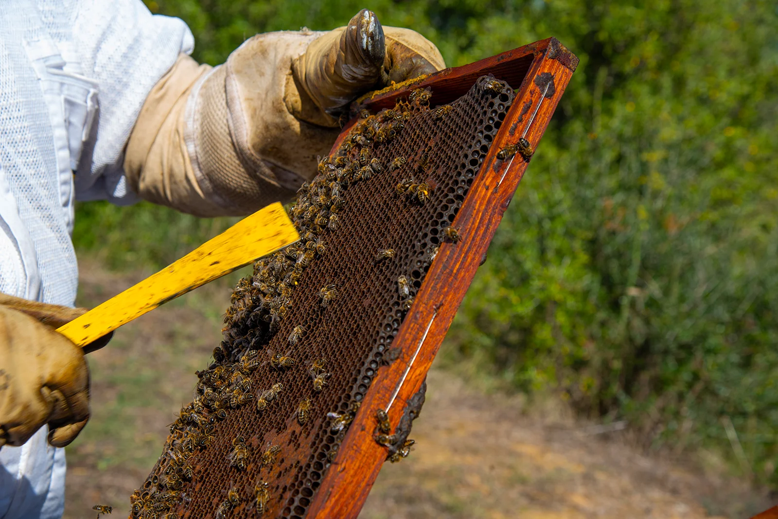 Abellaires Empordanesos