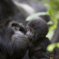 Gorilas en Uganda