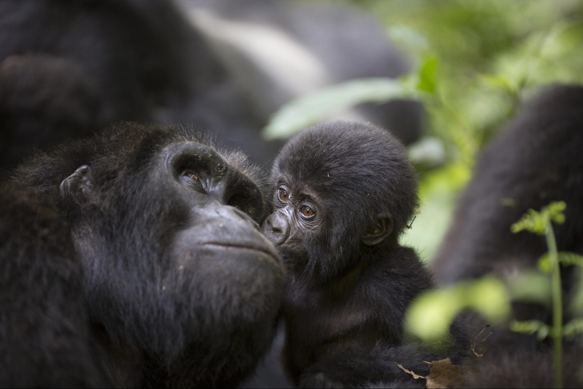 Gorilas en Uganda