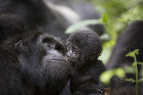 Gorilas en Uganda