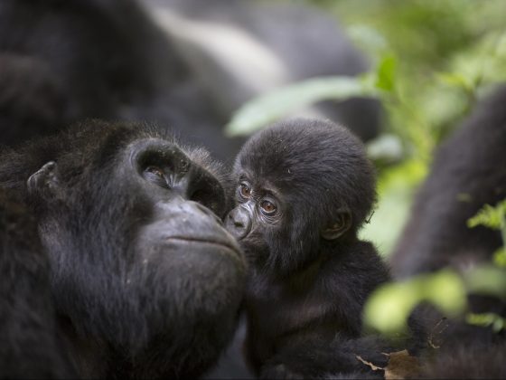 Gorilas en Uganda