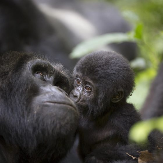 Gorilas en Uganda