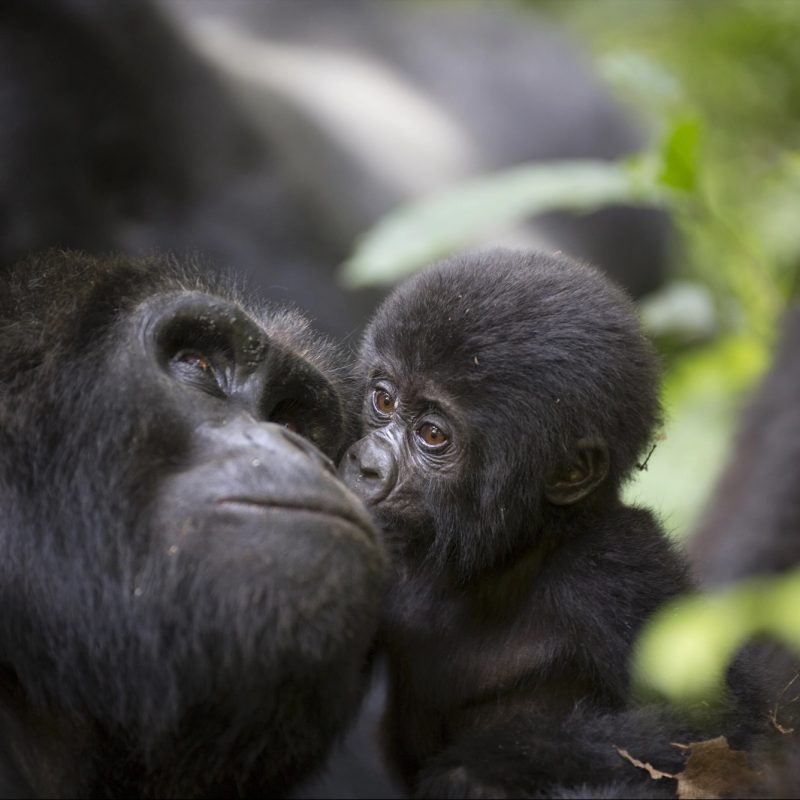 Gorilas en Uganda