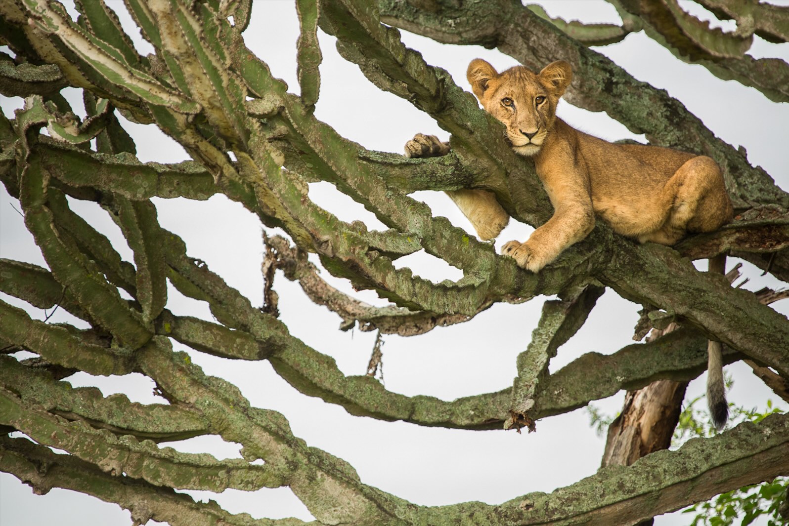 Leona encaramada a un árbol en Uganda