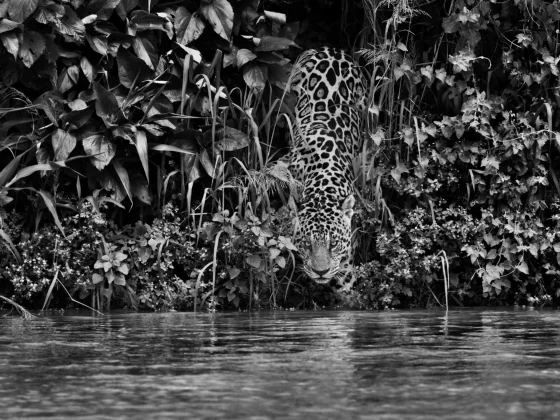 Jaguar en el Parque Nacional Encontro das Águas (Brasil)