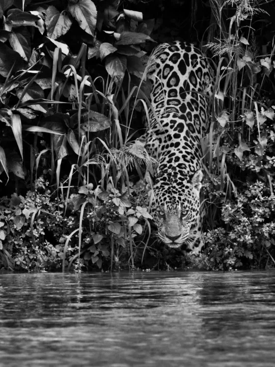 Jaguar en el Parque Nacional Encontro das Águas (Brasil)